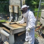 TPG Telecom - T-Mobile Upgrade Bee Hive PPC Panel
