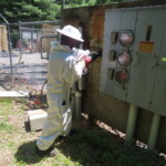 TPG Telecom - T-Mobile Upgrade Bee Hive PPC Panel